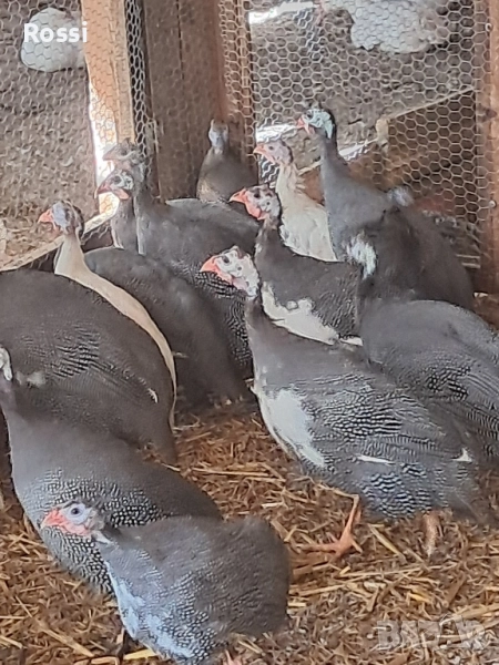 Млади ТОКАЧКИ, снимка 1