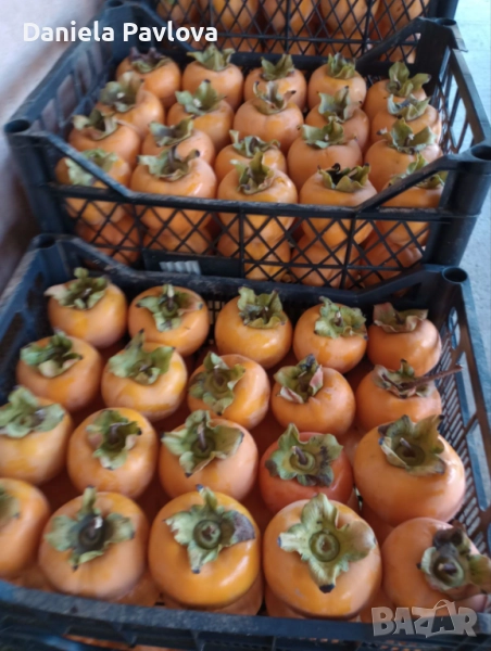 Райски ябълки , снимка 1