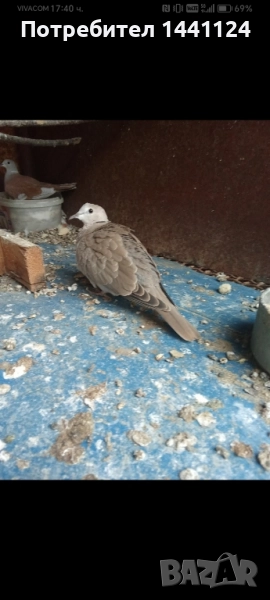 гугутки, снимка 1