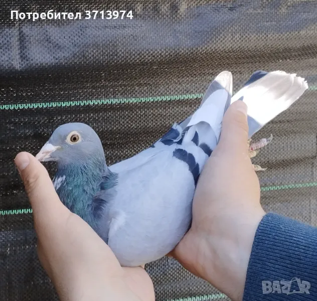 Спортен гълъб, снимка 1