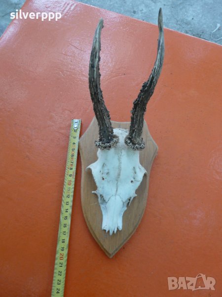  Стар немски сръндаков трофей - 16 , снимка 1