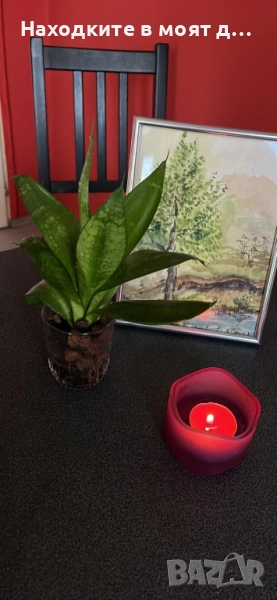 Сенсевиера, снимка 1