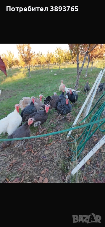 Продавам селски пуйки и кокошки бройлери за клане, снимка 1