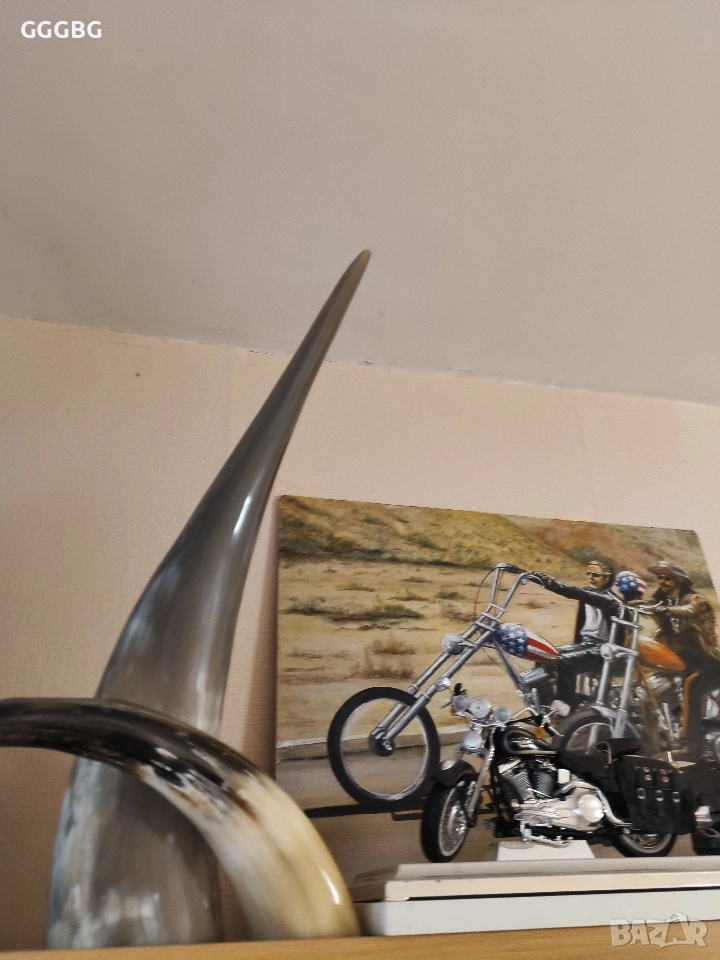 Биволски рог., снимка 1