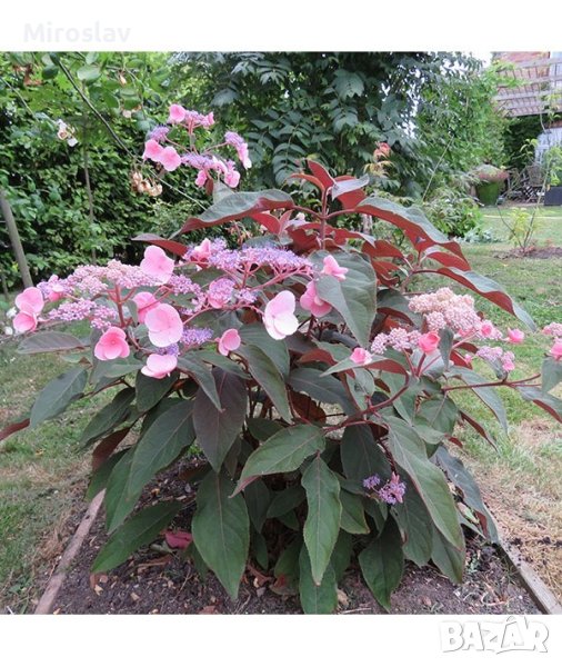 Хортензия (Горещ шоколад), снимка 1