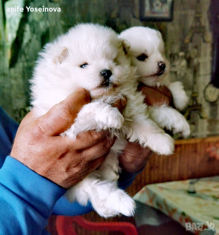 Продавам мини померани , снимка 1