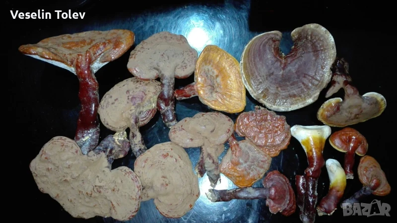 Сушени медицински гъби рейши, снимка 1