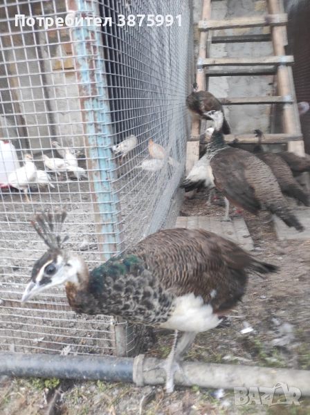 Продавам паунчета, снимка 1