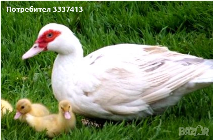 Чифт неми мускусни патици, снимка 1