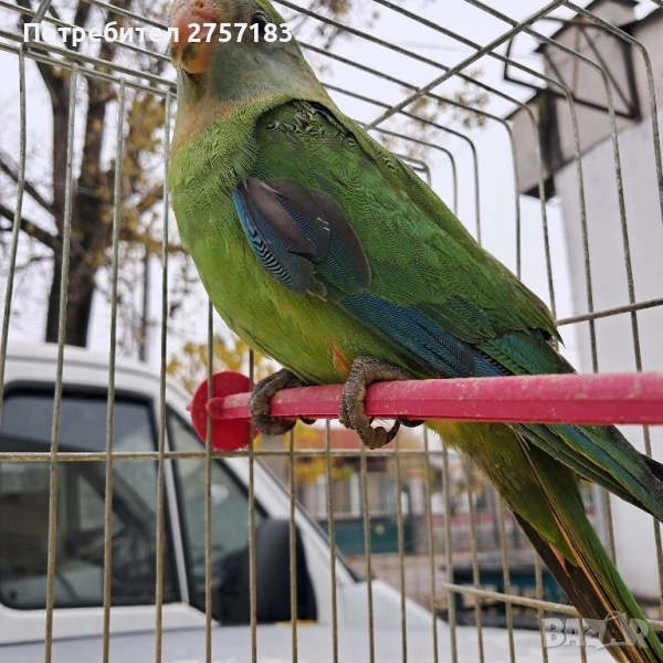 продавам папагали барабанди 2025 година, снимка 1