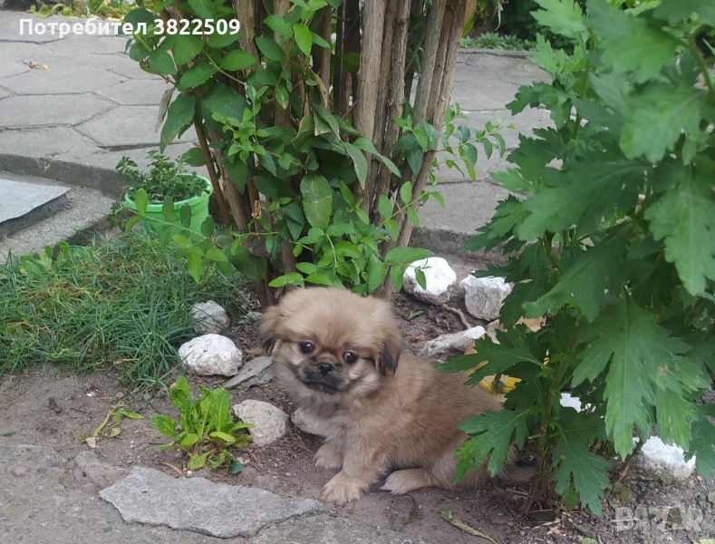 продавам пекинез , снимка 1