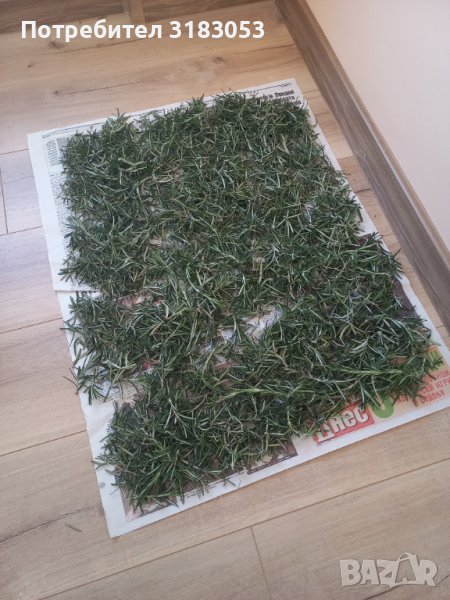 Пресен розмарин, пращам по Еконт, снимка 1