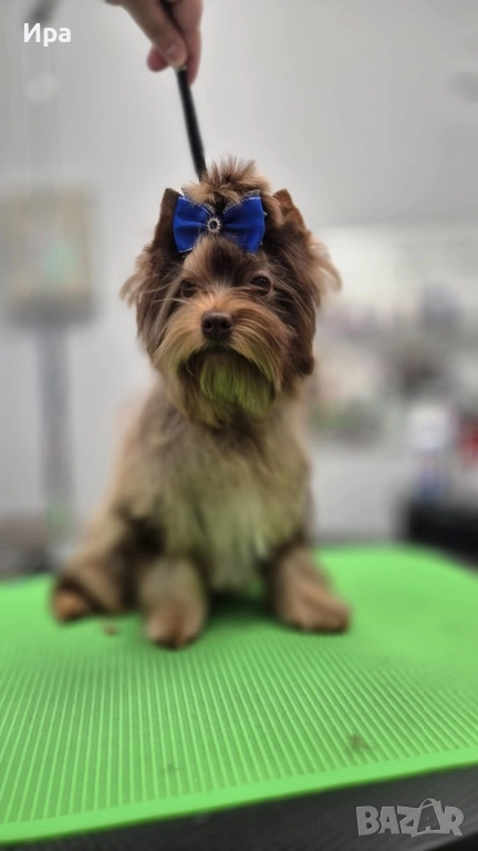 Момче, шоко мерле , снимка 1