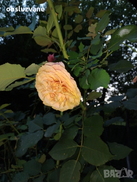 Резник от розово-оранжева роза, снимка 1