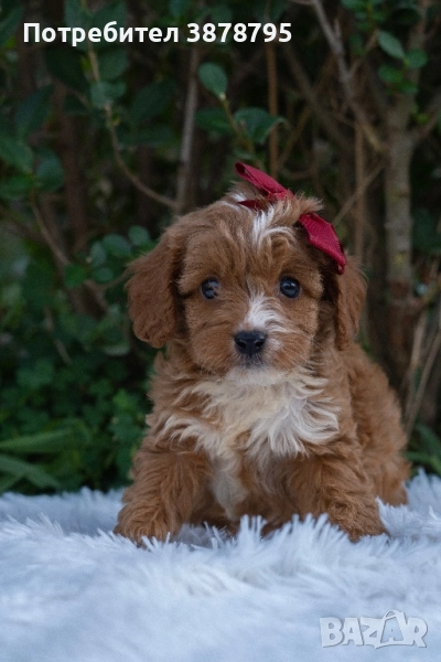 Кавапу момчета, снимка 1