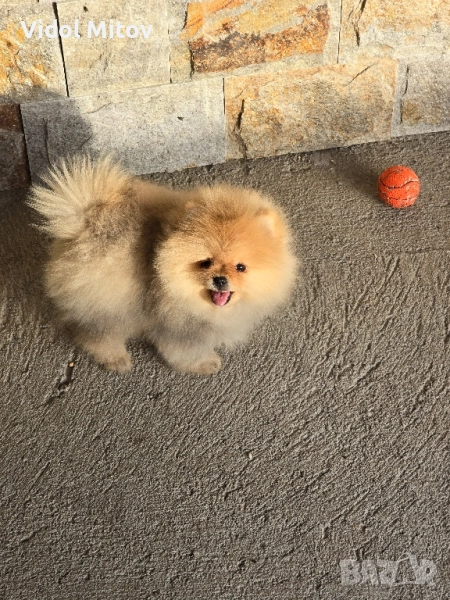 Мини Померан момче , снимка 1