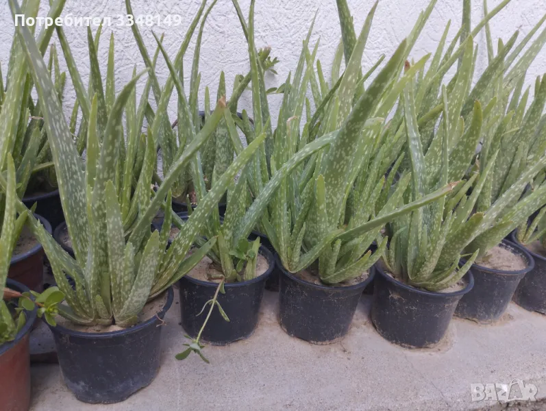 Алое Вера лечебно растение , снимка 1