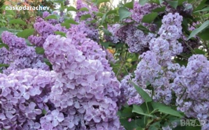 Фиданки разсад люляк , снимка 1