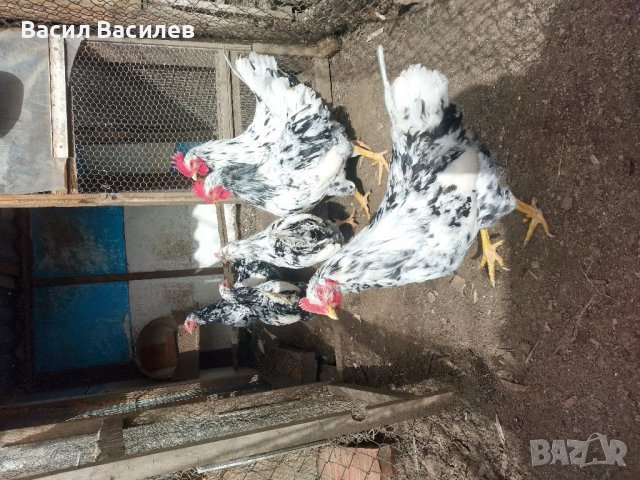 Продавам разплодни яйца , снимка 2 - Кокошки и пуйки - 39458687