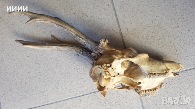 Ловен трофей Сръндак , снимка 3 - Антикварни и старинни предмети - 51850400