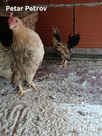 Декоративни кокошки , снимка 4 - Кокошки и пуйки - 51707427