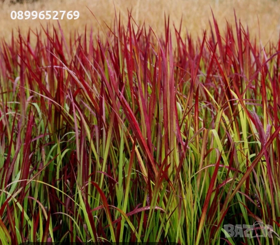 Imperata cylindrica. Декоративна трева. , снимка 2 - Градински цветя и растения - 51813043