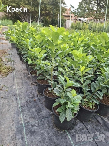 Лавровишна