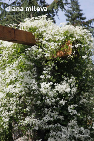 Жасмин, Trachelospermum Jasminoides, вечнозелен, студоустойчив, снимка 1 - Градински цветя и растения - 44919994