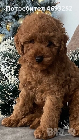 Продавам той пудел момченце, снимка 4 - Пудели - 52908328