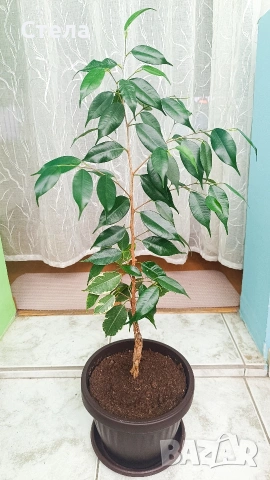 Шефлера, Бенджамин, Епипремнум, Хлорофитум и Бегония , снимка 12 - Стайни растения - 51788170