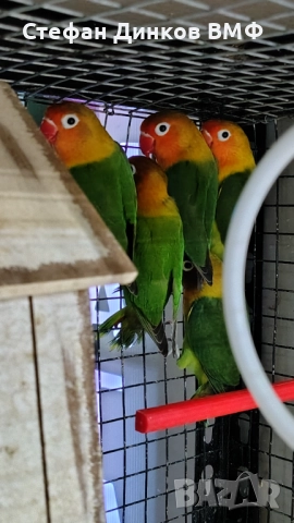 Неразделки , снимка 3 - Папагали - 52585903