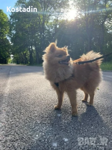 куче Померан, снимка 1