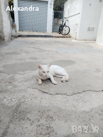 Разхождане и грижа за домашни любимци , снимка 4 - Ветеринари и услуги - 51072376