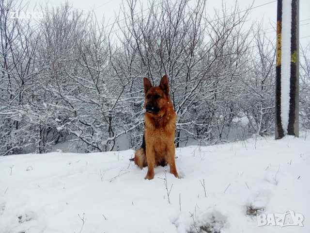 Продавам немска овчарка 