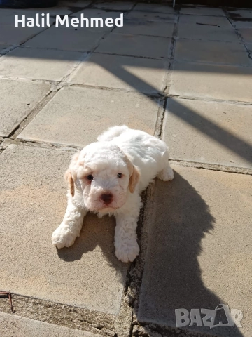 Лагото Романьоло