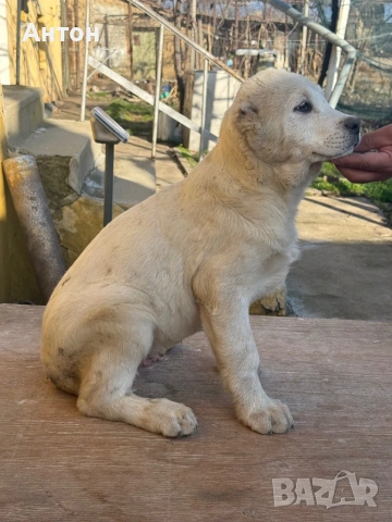 Алабай (Средно Азиатска овчарка), снимка 2 - Алабай - 52940508