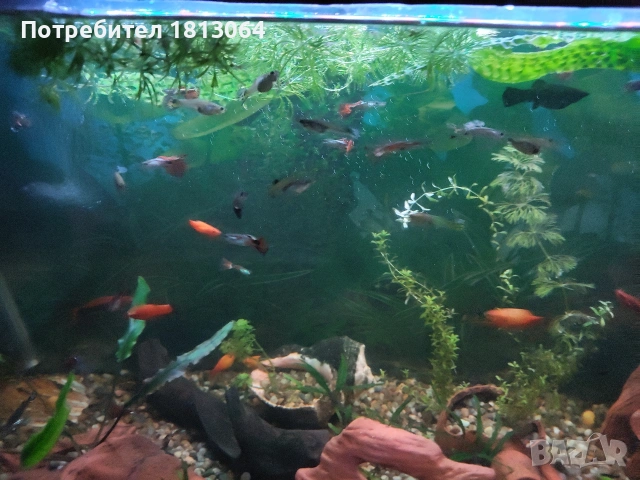 Декоративни рибки 