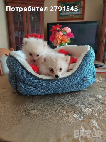 померан померанчета момичета, снимка 8 - Померан - 51604948