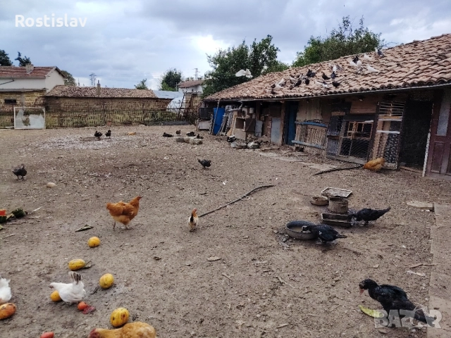 неми юрдечки, снимка 2 - Патици и гъски - 51689866