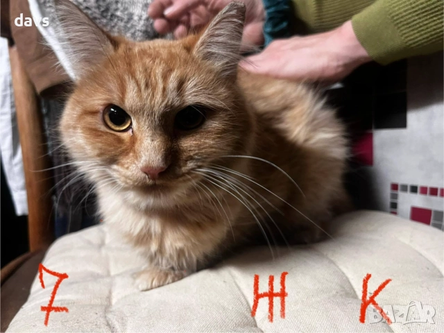 Спешно - Приемен / Постоянен дом за Домашни котки , снимка 5 - Други - 52507567