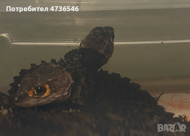 Червени крокодилски сцинкове, снимка 2 - Гекон - 53681584