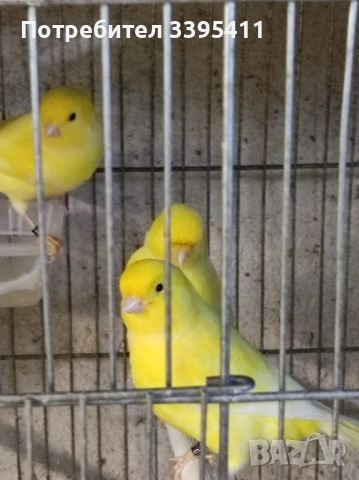 продавам цветни канари Жълти Червени Глостери и Венецуелски Скатии , снимка 8 - Канари - 52323560