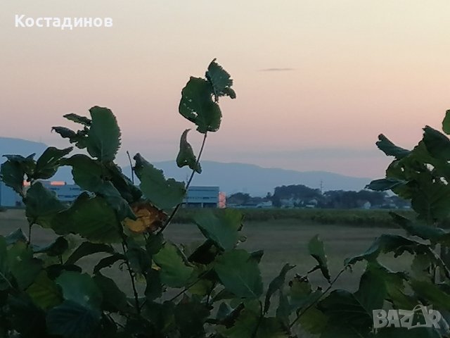 Лешникова градина 0.5 дка. , снимка 3 - Земеделска земя - 42136638