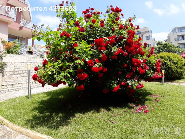 Собственик Продава Къща в Старата Регулация на Сарафово, снимка 13 - Къщи - 53672532