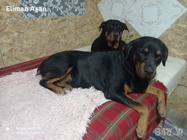 Rotwailer Kuceta Mijko i Jesnko 