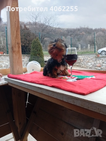 Йоркширски териер момче 