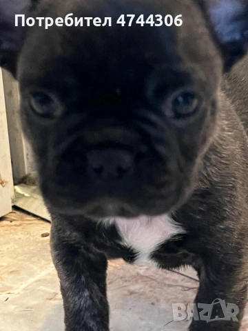 Френски булдочета (мъжки), снимка 4 - Френски булдог - 53571519