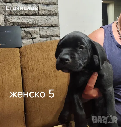 Кане Корсо кученца , снимка 10 - Кане корсо - 55892091