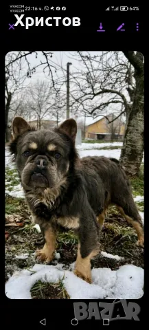 Мъжки френски булдог (Флъфи, Флуфи) за разплод