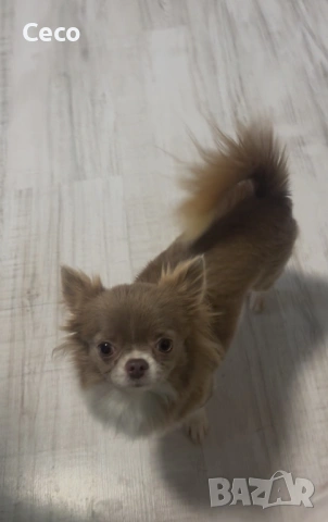 Чихуахуа lilac , снимка 4 - Чихуахуа - 53479235